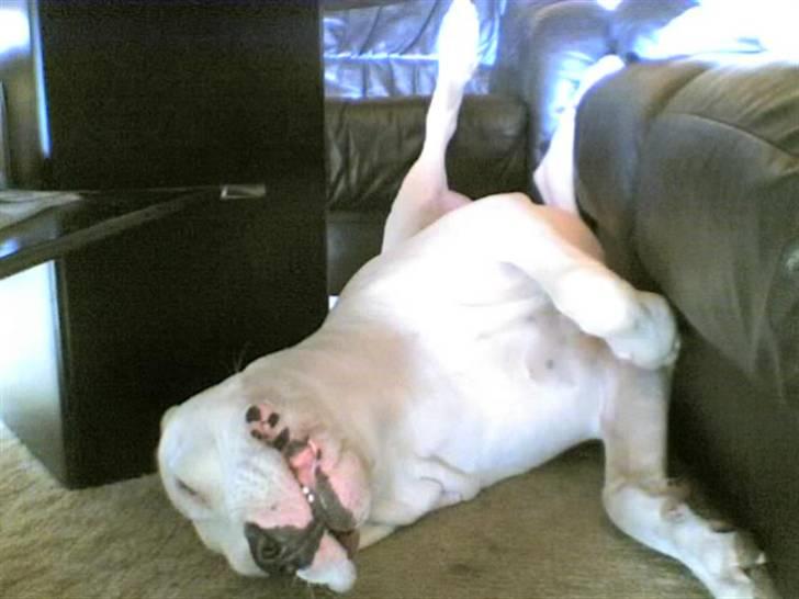 Dogo argentino Tyson - Gør ikke så meget hvor eller hvordan man ligger. Bare man ligger ikk`?  billede 14