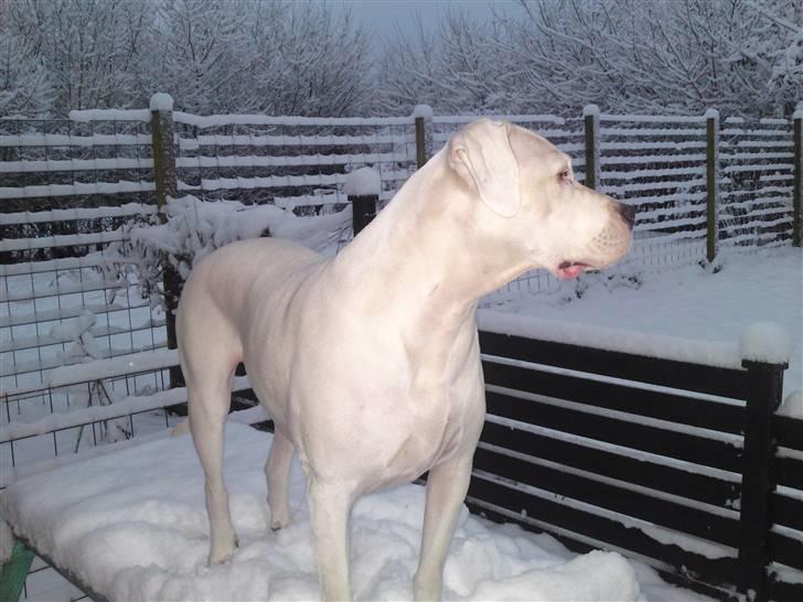 Dogo argentino Tyson - *NYT* Tyson´s ynglingsplads. Et gammelt havebord.Så kan han se ALLE solsorte der sniger sig ind i han´s have. billede 16