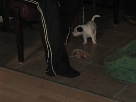 Blanding af racer Møllens Mille billede 7