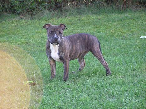 Staffordshire bull terrier Harley billede 12