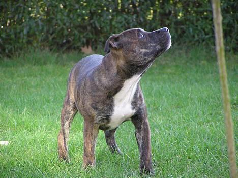 Staffordshire bull terrier Harley billede 13