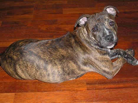 Staffordshire bull terrier Harley billede 15