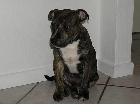 Staffordshire bull terrier Harley billede 16