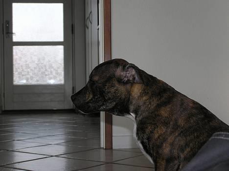 Staffordshire bull terrier Harley billede 17