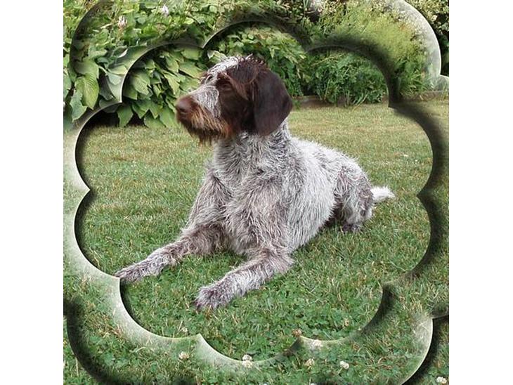 Ruhåret hønsehund Freja. - Velkommen til min profil. billede 1
