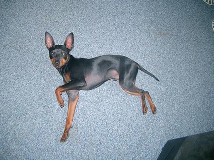 Dvaergpinscher Wiggo - Så tag dog det billede *G* billede 1