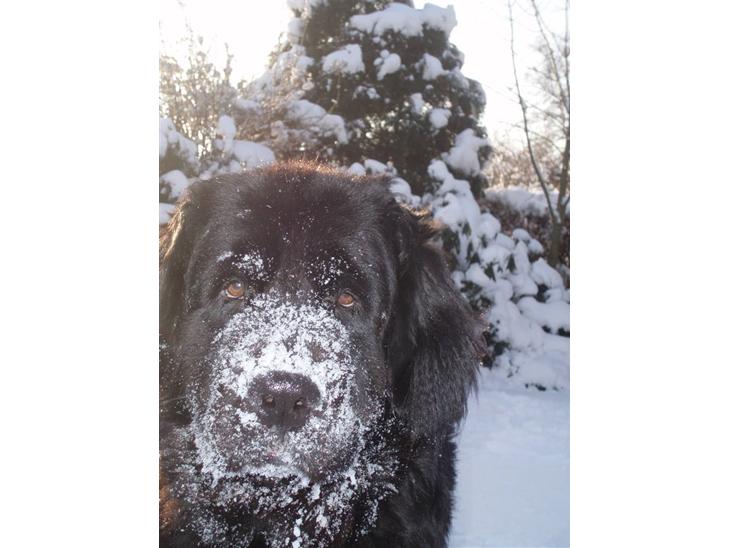 {{currentPhoto.altText}} billede {{currentPhoto.number}}