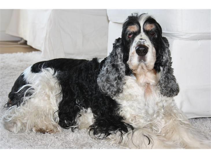 Cocker spaniel Barleys Tippe billede 1