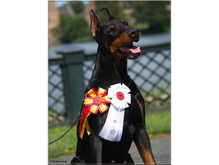 Dobermann Nord Nimrod Od Telepa (R.I.P.) billede 1