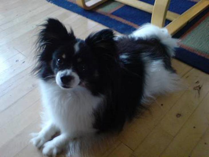 {{currentPhoto.altText}} billede {{currentPhoto.number}}