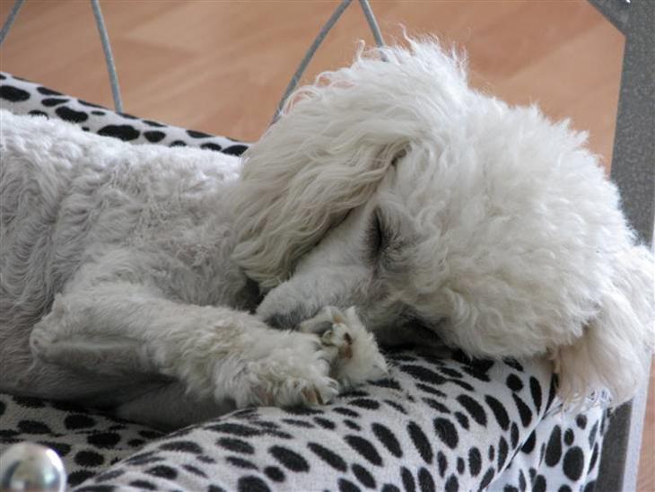 {{currentPhoto.altText}} billede {{currentPhoto.number}}