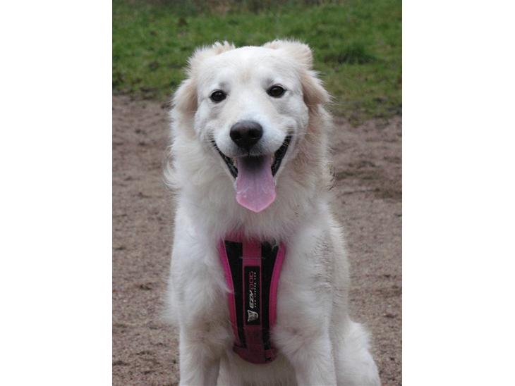 {{currentPhoto.altText}} billede {{currentPhoto.number}}