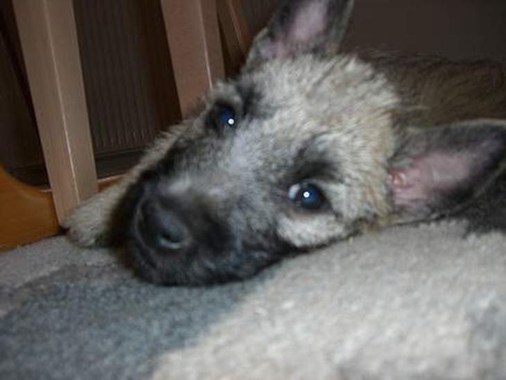 Cairn terrier Tjavs - Hallo jeg vil gerne sove nu...! billede 1