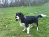 Cavalier king charles spaniel Ricky