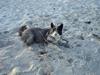 Karelsk bjørnehund Bipes Night's in white Satin *Liva*