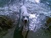 Dogo argentino C h i l i 