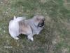 Pekingeser Teddy