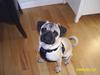 Mops OTTO