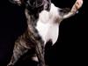 Fransk bulldog Ozzy [ Himmelhund]