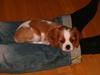 Cavalier king charles spaniel Karla