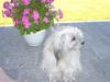 Bichon havanais Smilla