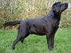 Labrador retriever Diamond