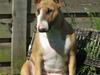 Bullterrier Asta