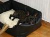 Fransk bulldog TYSON