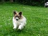 Papillon blomme R.I.P
