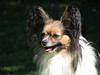 Papillon rulle R.I.P