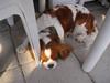 Cavalier king charles spaniel cocio