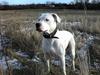 Dogo argentino Diva