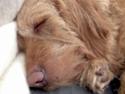 Basset fauve de bretagne Nynne