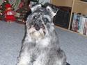 Dvaergschnauzer Fione