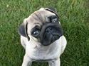 Mops Mini's Cosmo Alexander