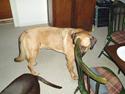 Labrador retriever bonzo