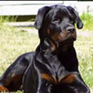 Rottweiler OZZY