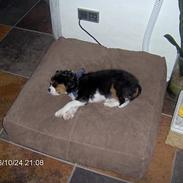 Cavalier king charles spaniel Ricky