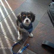 Cavalier king charles spaniel Ricky