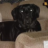 Labrador retriever Buller