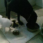 Labrador retriever Buller