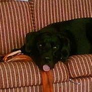 Labrador retriever Buller