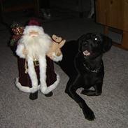 Labrador retriever Buller