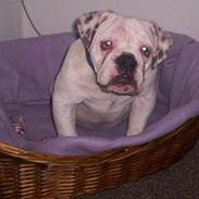 Engelsk bulldog Gucci