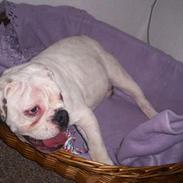 Engelsk bulldog Gucci