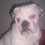 Engelsk bulldog Gucci