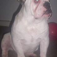 Engelsk bulldog Gucci