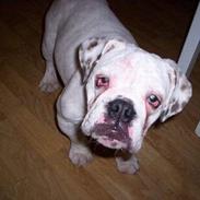 Engelsk bulldog Gucci