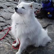 Japansk spids Oliver