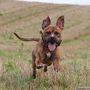 Amerikansk staffordshire terrier Rocky